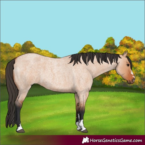Horse Color:Bay Roan Dun 