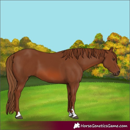 Horse Color:Chestnut 