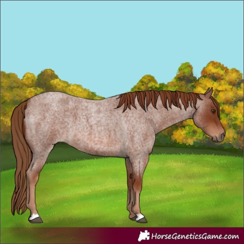 Horse Color:Red Roan 