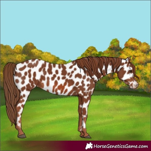 Horse Color:Chestnut Appaloosa 