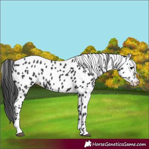 Horse Color:Black Appaloosa 
