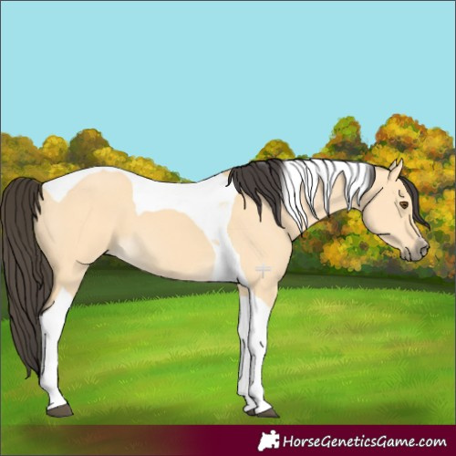 Horse Color:Buckskin Dun Tobiano 