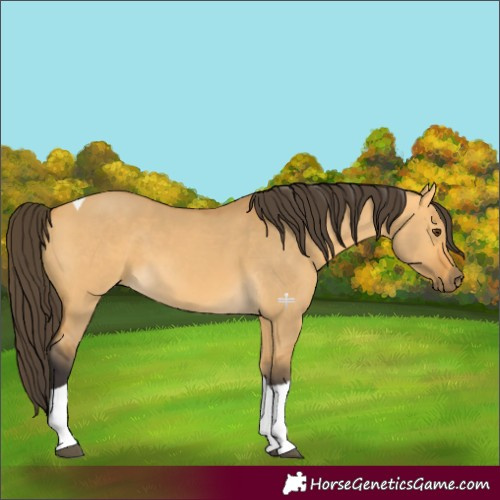 Horse Color:Buckskin Dun Tobiano 