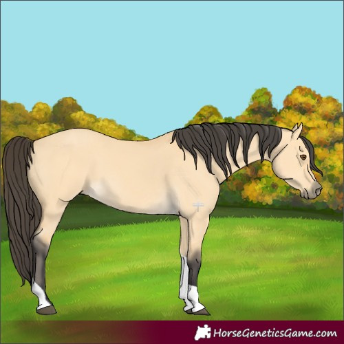 Horse Color:Buckskin Dun Tobiano 
