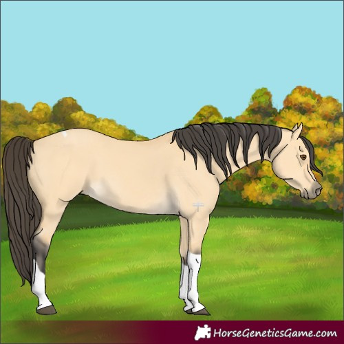 Horse Color:Buckskin Dun Tobiano 