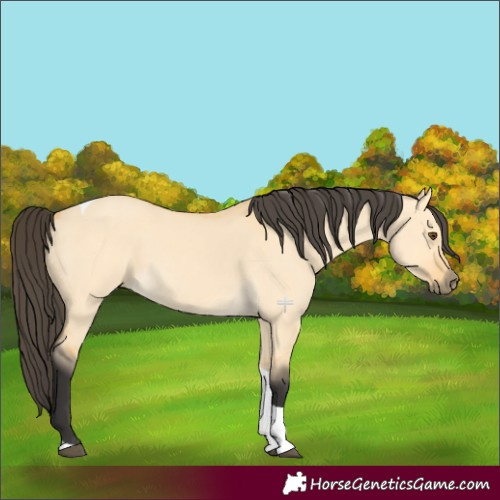 Horse Color:Buckskin Dun Tobiano
