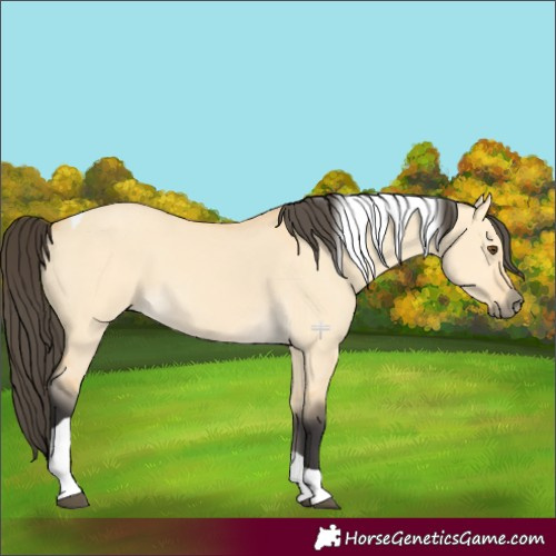 Horse Color:Buckskin Dun Tobiano 