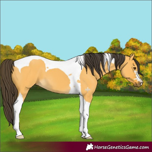 Horse Color:Buckskin Dun Tobiano