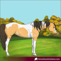 Horse Color:Buckskin Dun Tobiano 