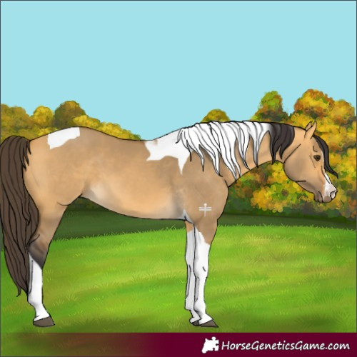 Horse Color:Buckskin Dun Tobiano 