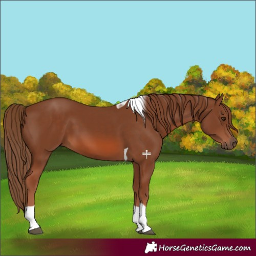 Horse Color:Chestnut Tobiano 