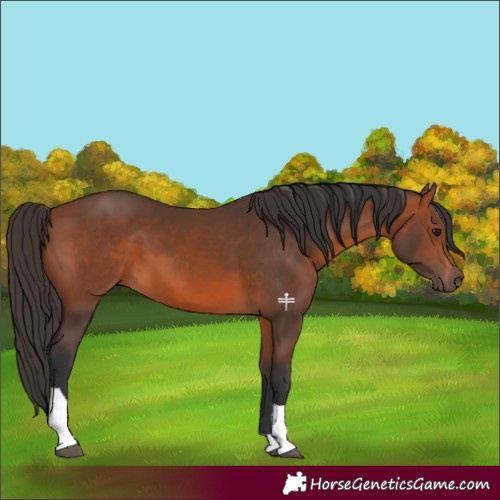 Horse Color:Bay Tobiano 