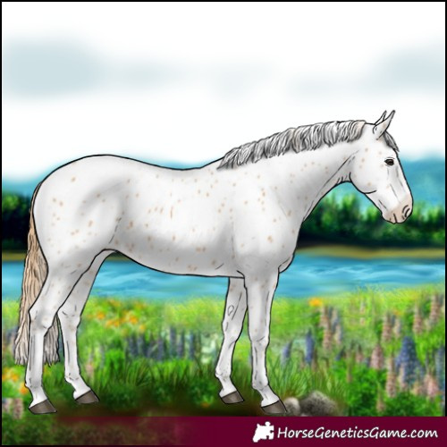 Horse Color:Chestnut Appaloosa 