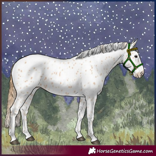 Horse Color:Chestnut Leopard 