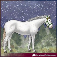 Horse Color:Chestnut Appaloosa