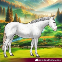Horse Color:Chestnut Appaloosa 