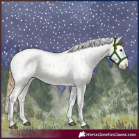 Horse Color:Chestnut Appaloosa