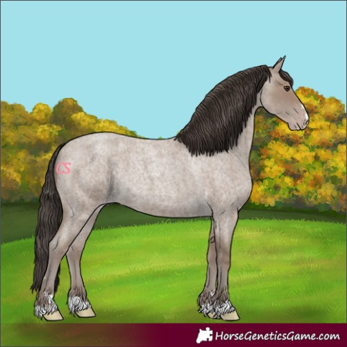 Horse Color:Classic Champagne Roan 