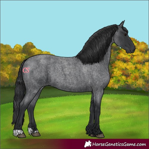 Horse Color:Blue Roan 