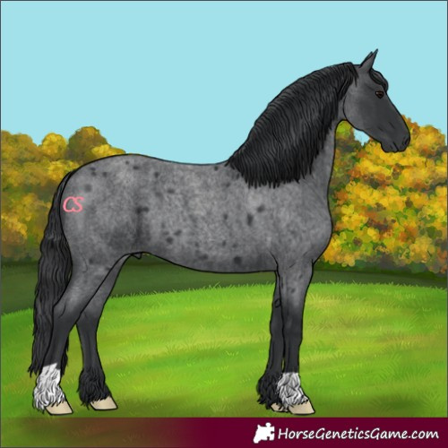 Horse Color:Blue Roan 