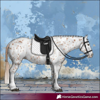 Horse Color:Chestnut Appaloosa 