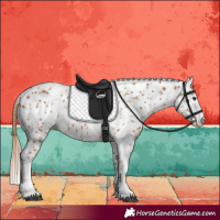 Horse Color:Chestnut Appaloosa 