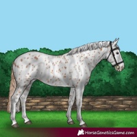 Horse Color:Chestnut Appaloosa 