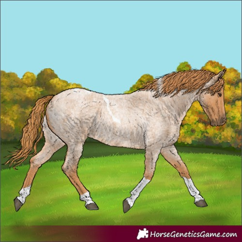 Horse Color:Red Roan Tobiano Rabicano