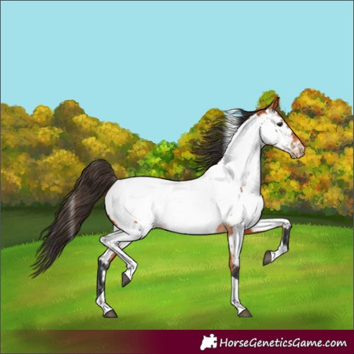 Horse Color:Bay Tobiano Appaloosa 