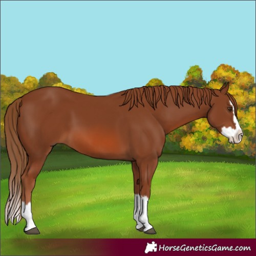 Horse Color:Chestnut Splash