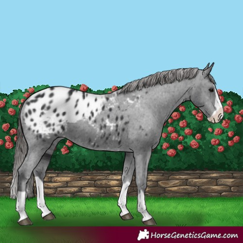 Horse Color:Black Splash Appaloosa 