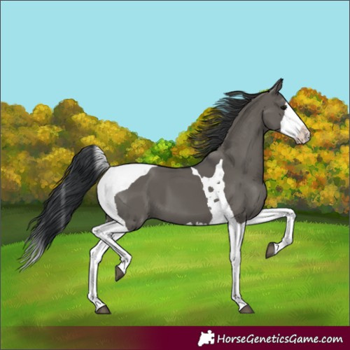 Horse Color:Grullo Splash Tobiano 