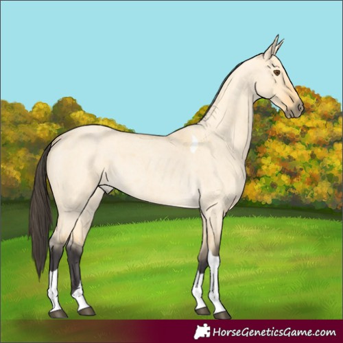 Horse Color:Buckskin Roan Dun Tobiano 