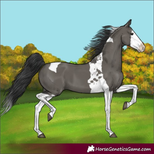 Horse Color:Grullo Splash Tobiano 