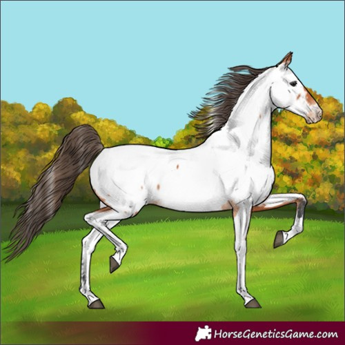 Horse Color:Bay Tobiano Appaloosa 