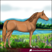 Horse Color:Chestnut 