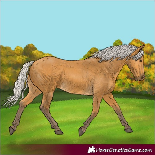 Horse Color:Silver Buckskin