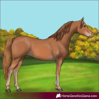 Horse Color:Chestnut 