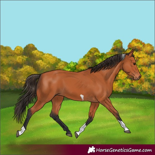 Horse Color:Bay Tobiano 