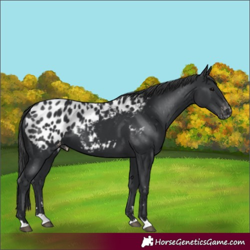 Horse Color:Black Near Leopard 