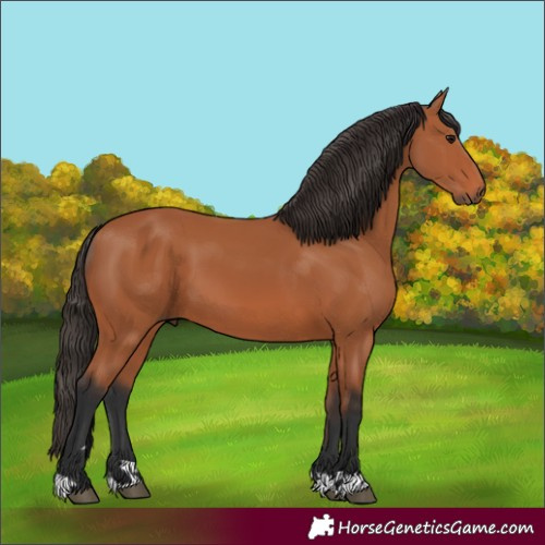 Horse Color:Unknown 