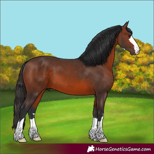 Horse Color:Unknown 