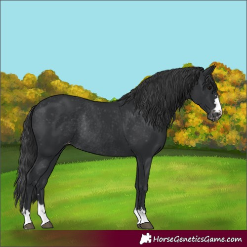 Horse Color:Black Varnish Rabicano