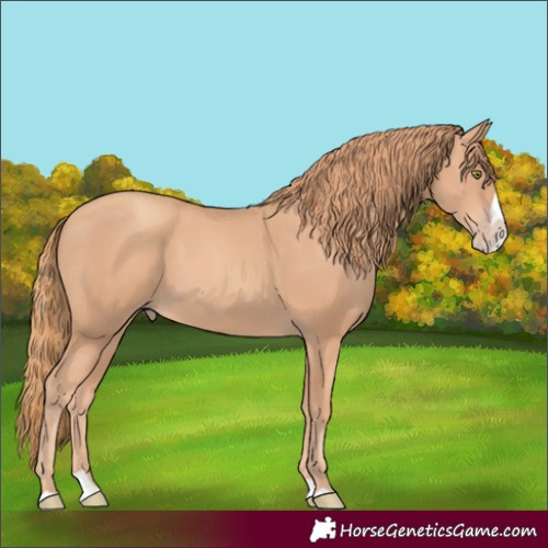 Horse Color:Gold Champagne Splash