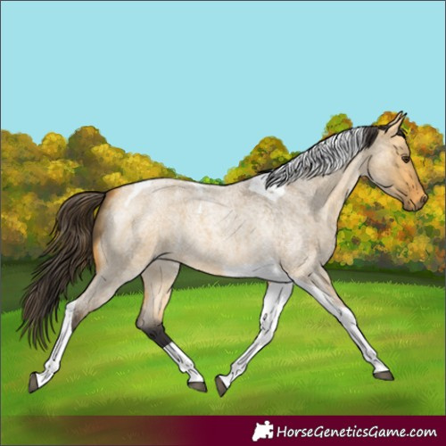 Horse Color:Buckskin Roan Dun Tobiano 