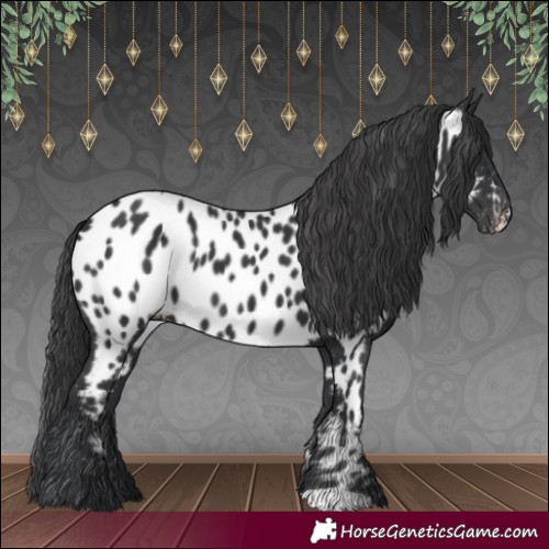 Horse Color:Black Appaloosa