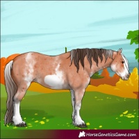 Horse Color:White Spotted Bay Sabino Frame 