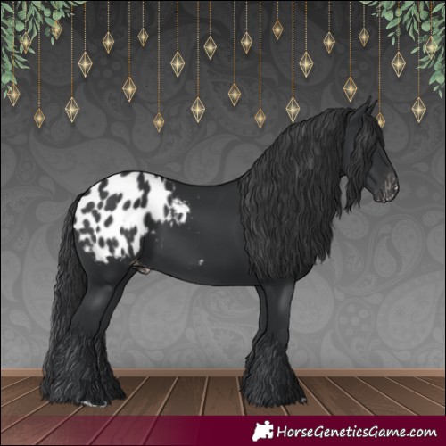 Horse Color:Black Appaloosa 