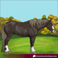 Horse Color:Liver Chestnut Rabicano
