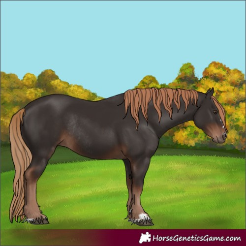 Horse Color:Liver Chestnut Rabicano 